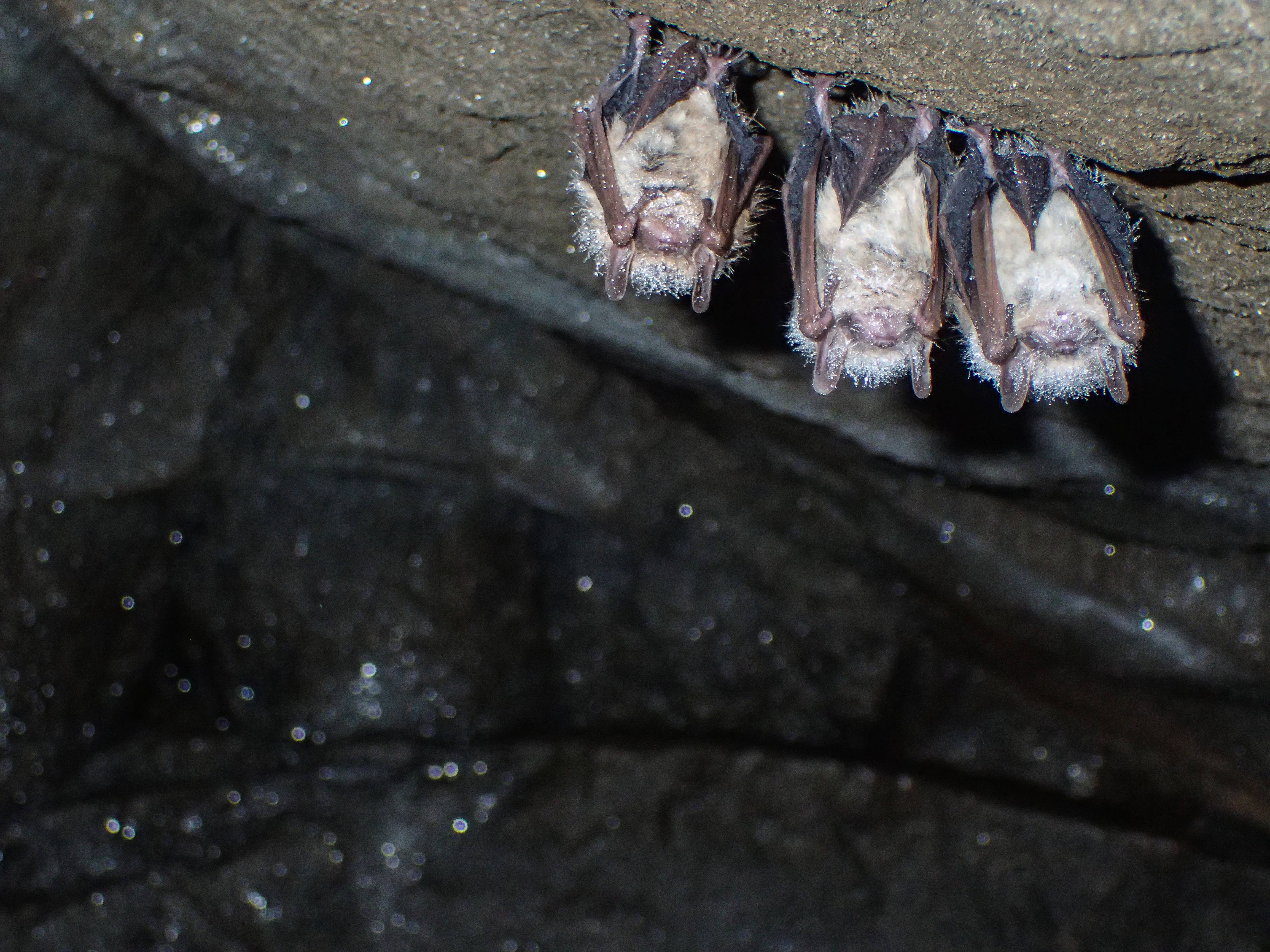 Tricolored Bats Proposed for Endangered Species Act Protection